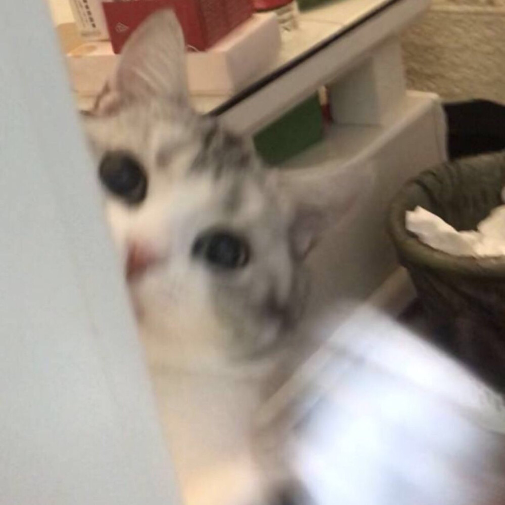 猫咪表情