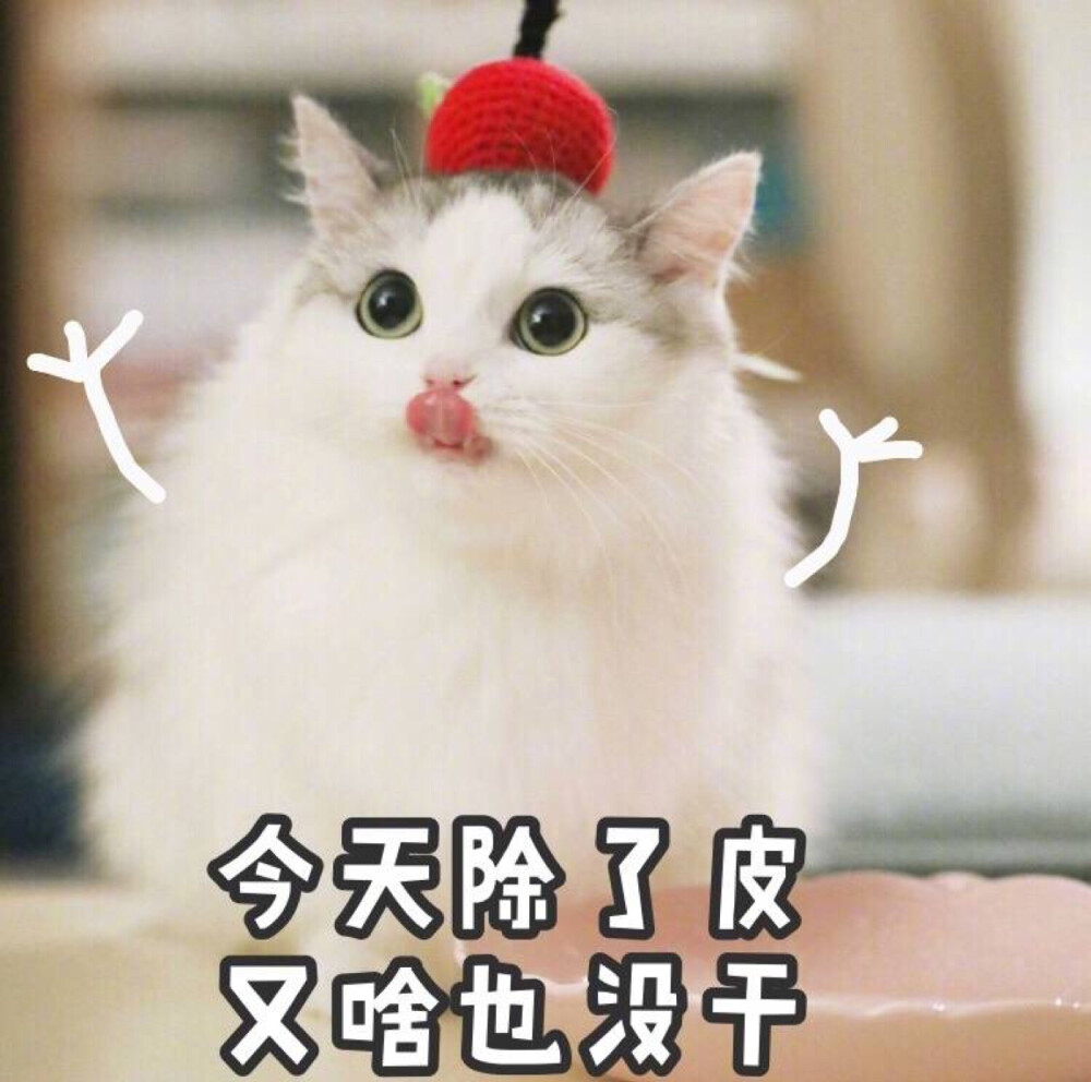 猫咪表情