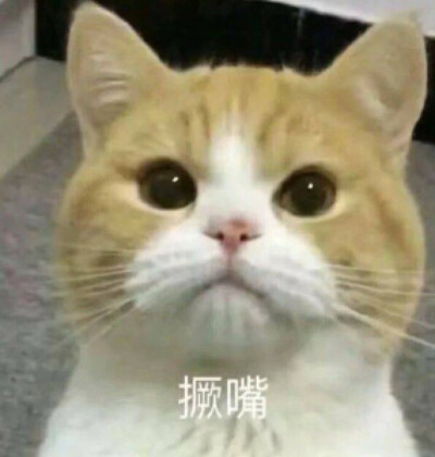 猫咪表情