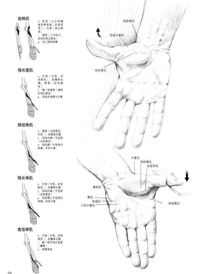 素描速写手