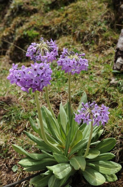 紫花雪山报春