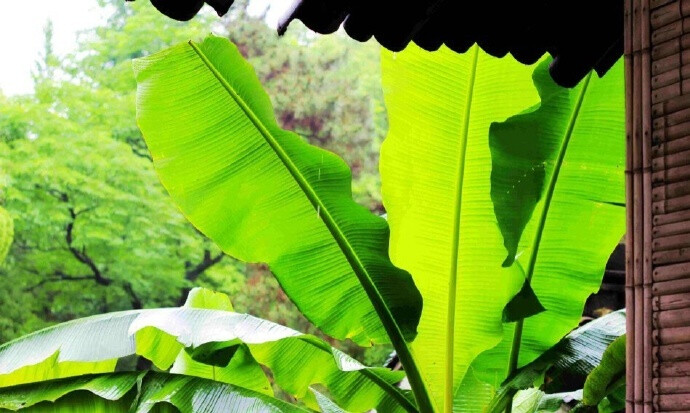 芭蕉叶上无愁雨，自是多情听断肠。早安 ​