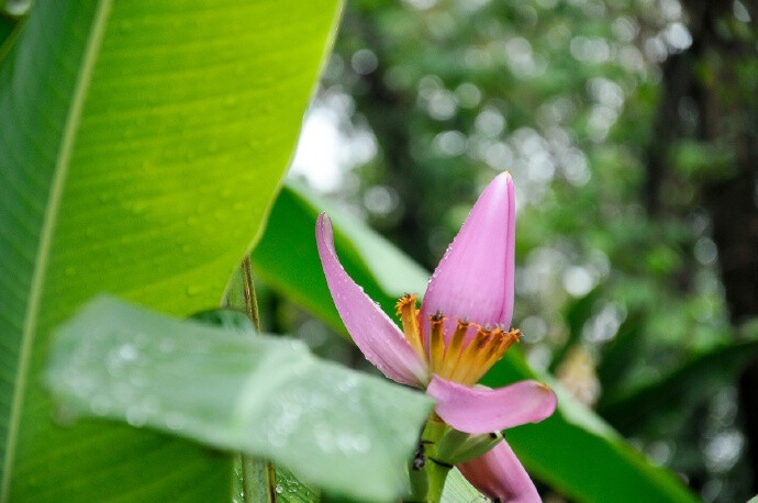 芭蕉叶上无愁雨，自是多情听断肠。早安 ​