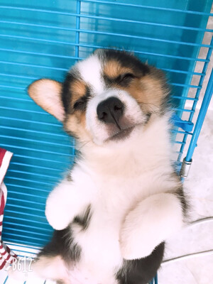 小宝