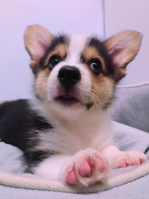 小宝
