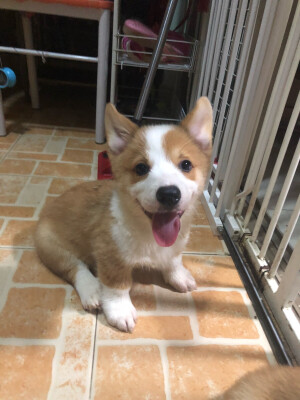 小宝