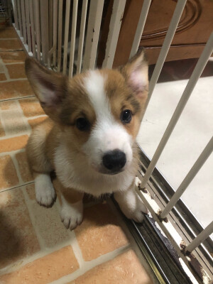 小宝