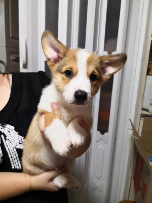 小宝