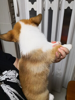 小宝