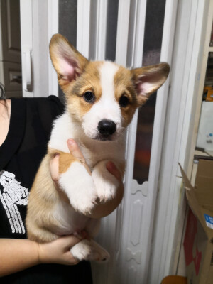 小宝