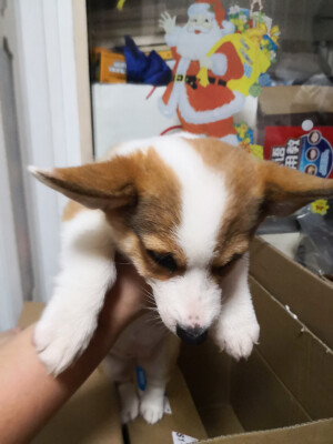 小宝