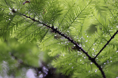 雨后