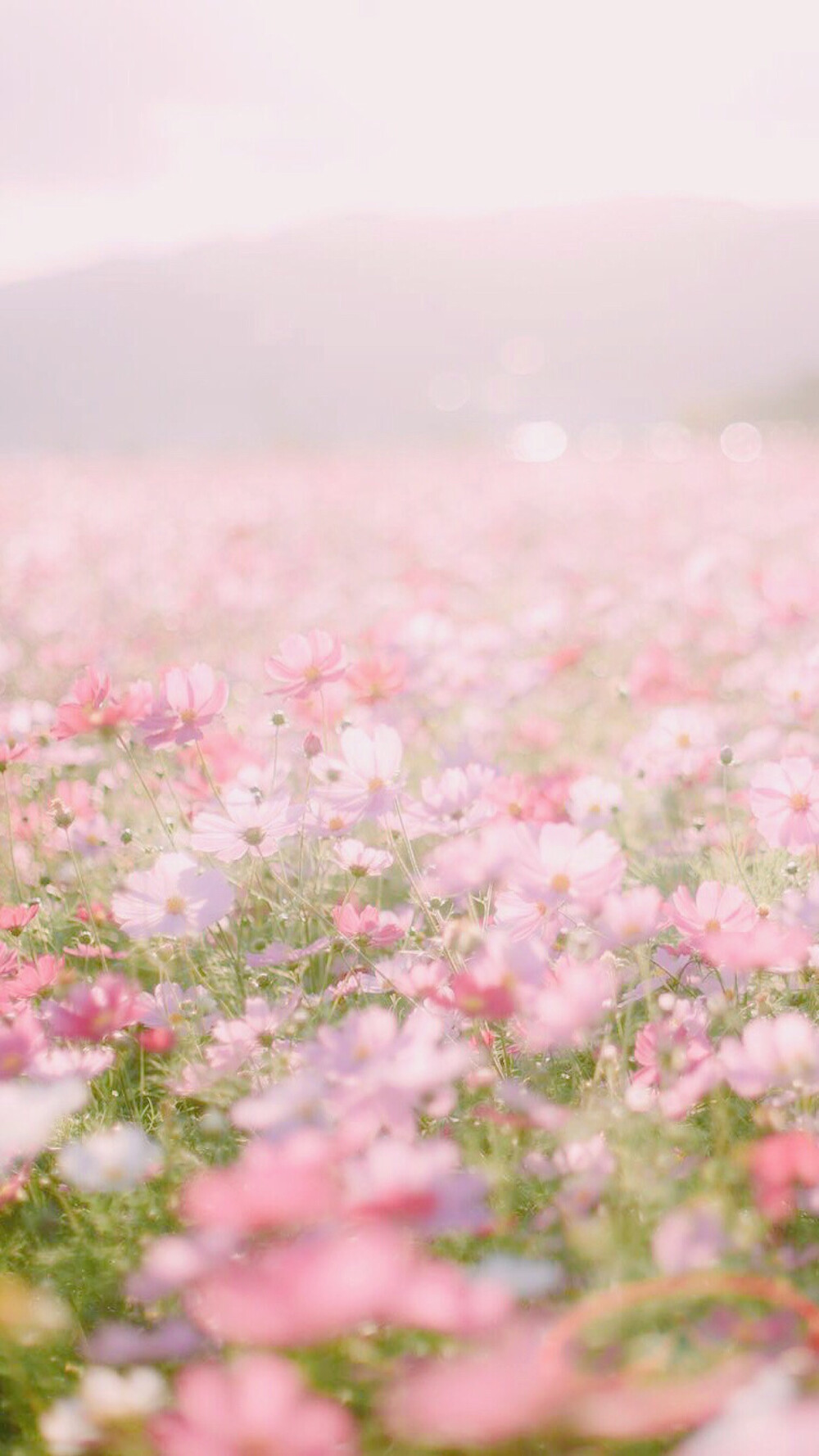 繁花壁纸❤️