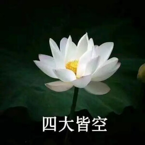 好运莲 堆糖 美图壁纸兴趣社区