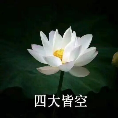 好运莲莲