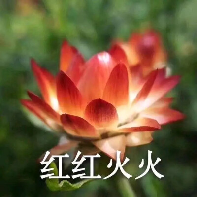 好运莲莲