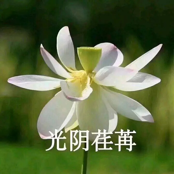 好运莲莲