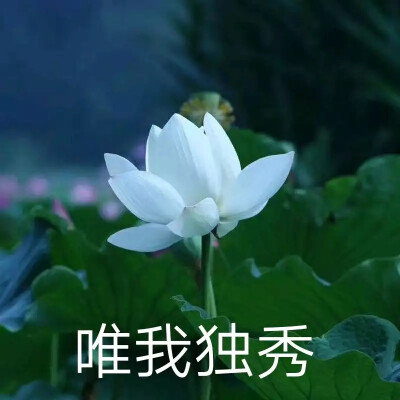 好运莲莲