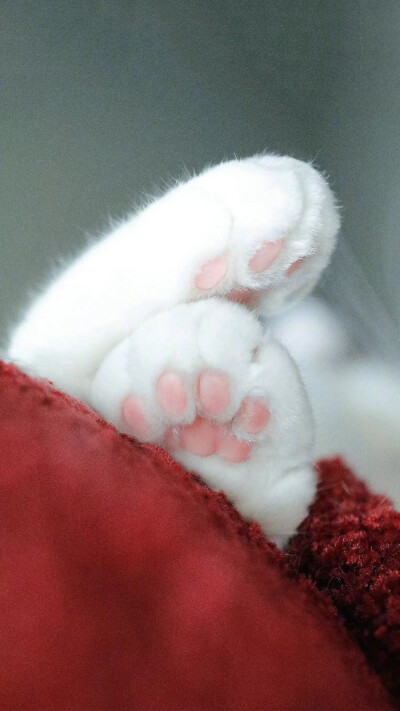 超可爱表情包❤