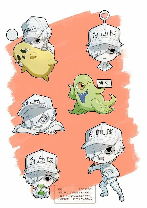 工作细胞白细胞