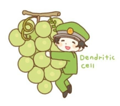 工作细胞-树状细胞