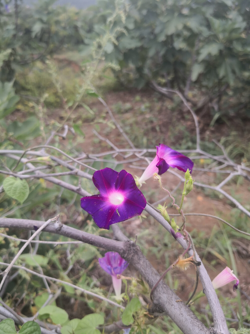 路边小野花