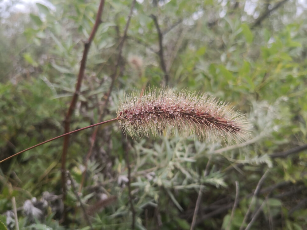 路边小野花