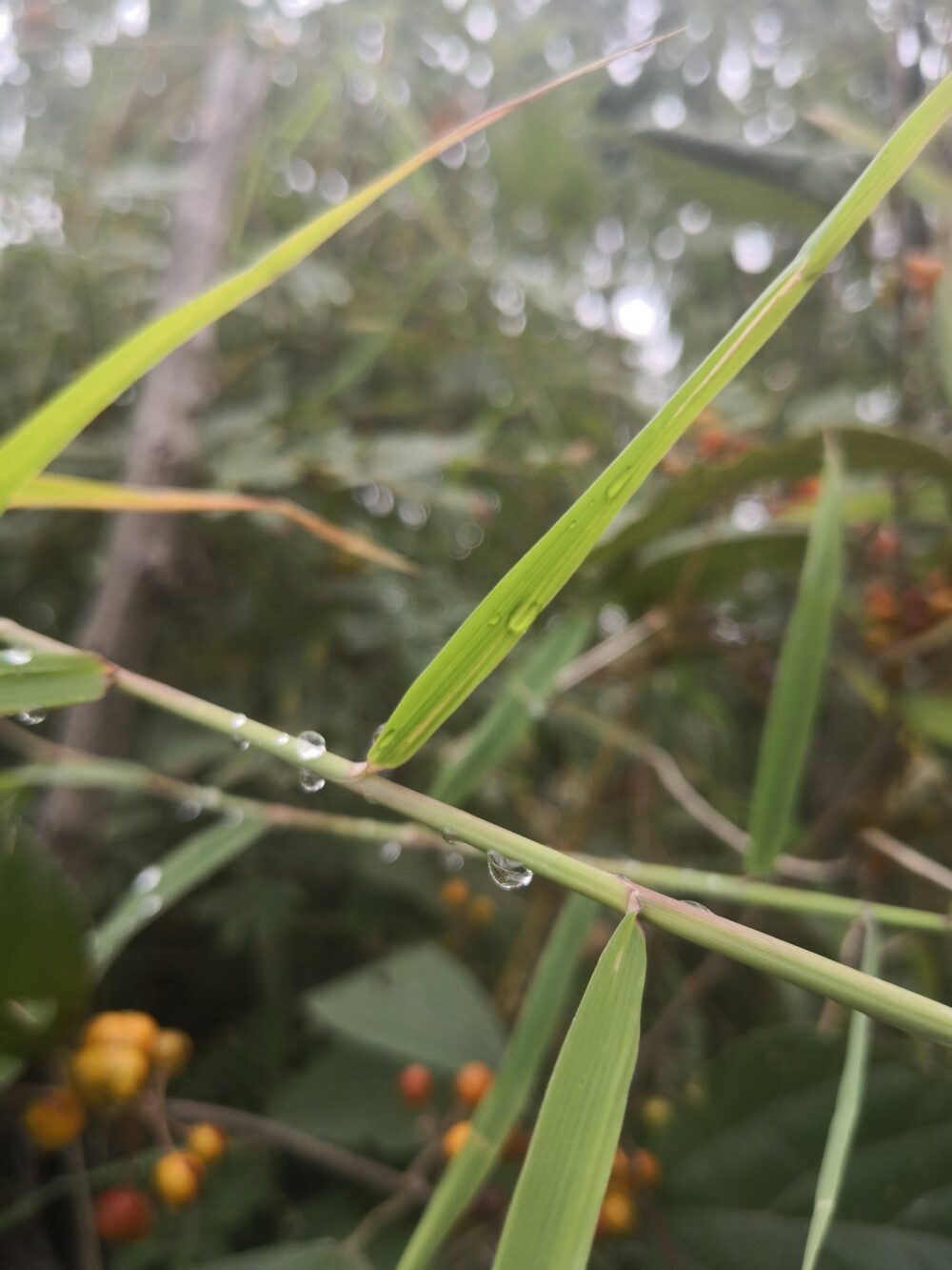 路边小野花