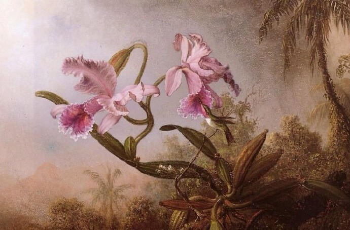 “ 幽谷鸟鸣… ”丨Johnson Heade 绘 ​