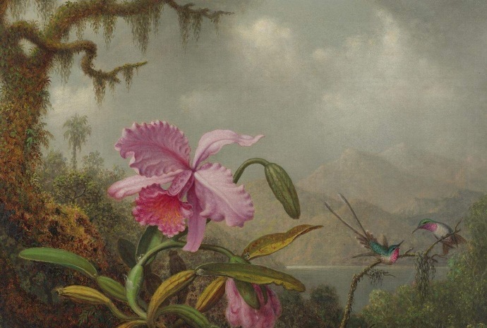 “ 幽谷鸟鸣… ”丨Johnson Heade 绘 ​