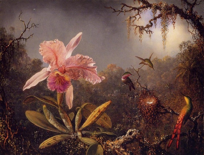 “ 幽谷鸟鸣… ”丨Johnson Heade 绘 ​