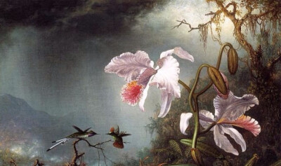 “ 幽谷鸟鸣… ”丨Johnson Heade 绘 ​