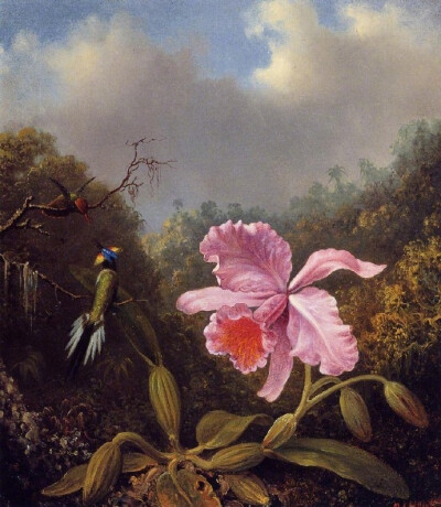 “ 幽谷鸟鸣… ”丨Johnson Heade 绘 ​