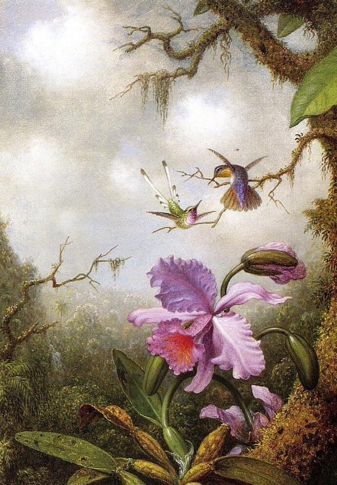 “ 幽谷鸟鸣… ”丨Johnson Heade 绘 ​