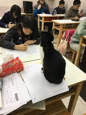 黄老师收养了很多流浪猫，经过她细心的照顾下，每只猫都很健康快乐，她甚至还带着猫咪去上课，借此让学生在和猫的相处中学会尊重，网友看后纷纷表示：猫的任务是卖萌与陪读，太可爱了！ ​​​​