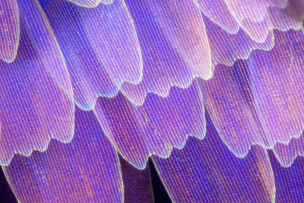 显微镜下蝴蝶的翅膀图片