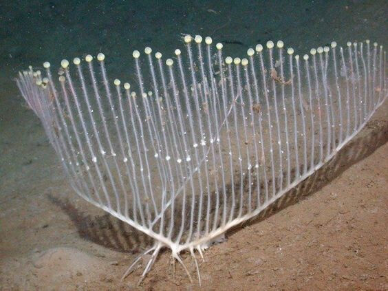 神奇的海洋生物 … ​