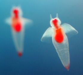 神奇的海洋生物 … ​