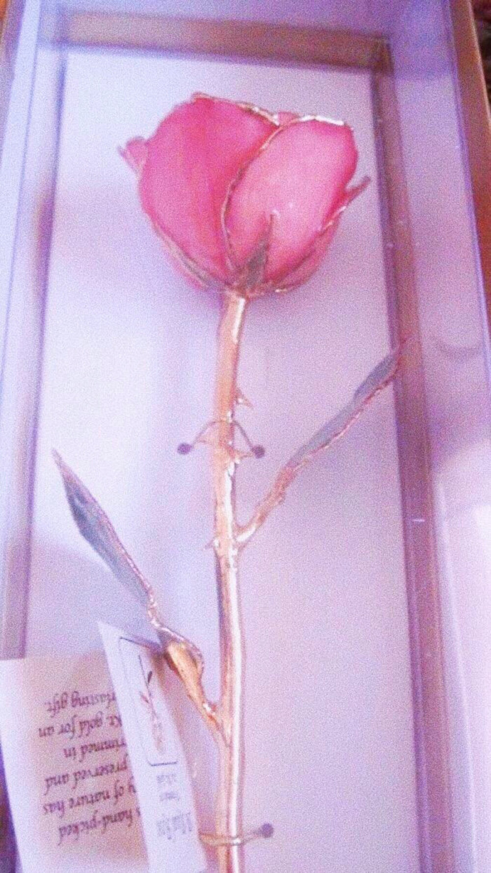 は蛋｜