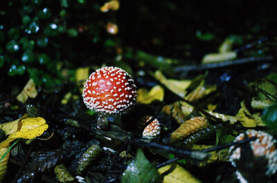 童话里的蘑菇 鹅膏菌
