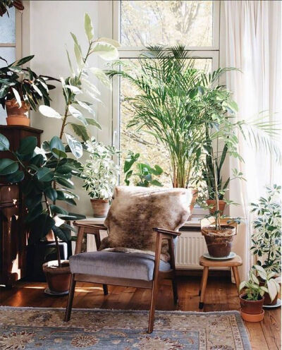 室内 · 绿植 ​