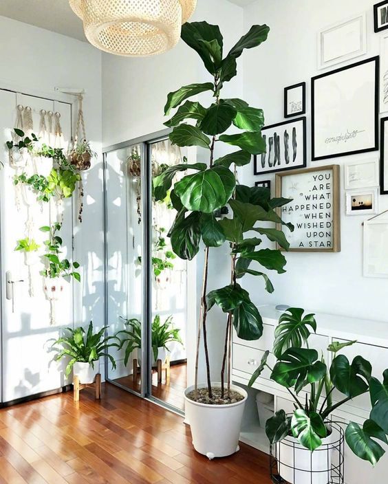 室内 · 绿植 ​