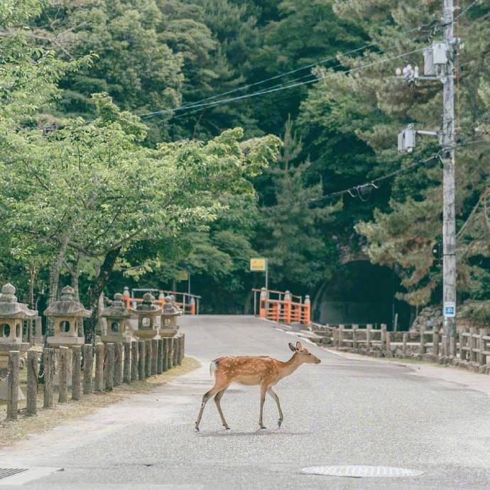 日本宫岛 ​