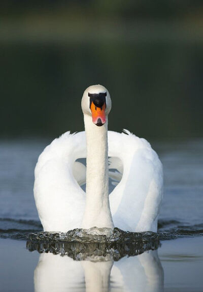 swan