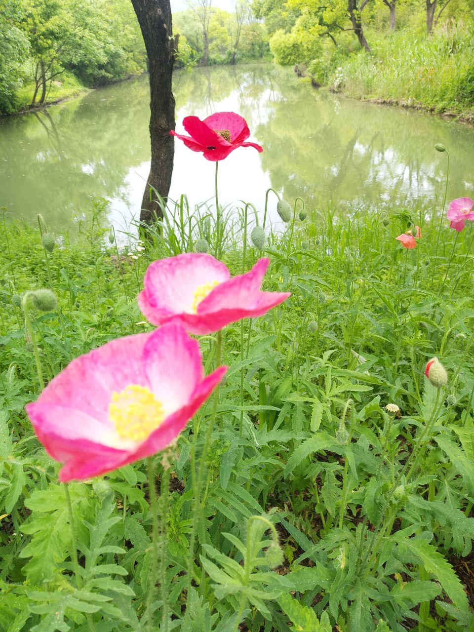 花语 花景 花事 繁花 鲜花