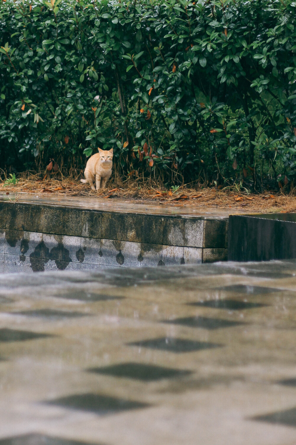 下雨天，拿快递途中发现一只胆小的小猫咪