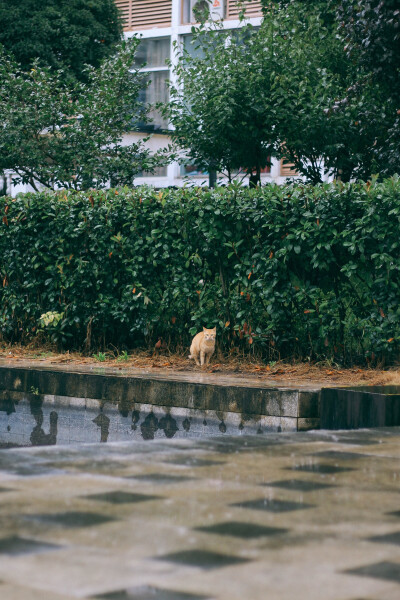 下雨天，拿快递途中发现一只胆小的小猫咪