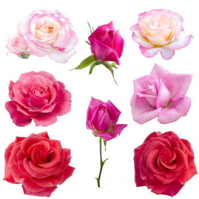 红玫瑰花，高清素材图片
