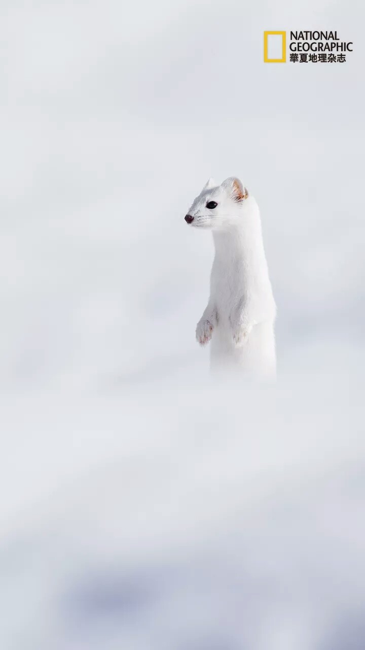 野生动物