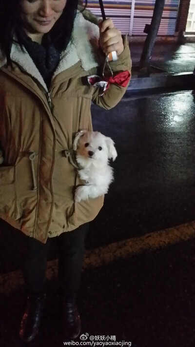 下班的时候突然下起了雨，妈妈说来公交站接我，没想到我家的最小成员也一起跟着来了，看着它萌萌的样子感觉一天的疲劳瞬间一扫而光  丨摄影师 ​